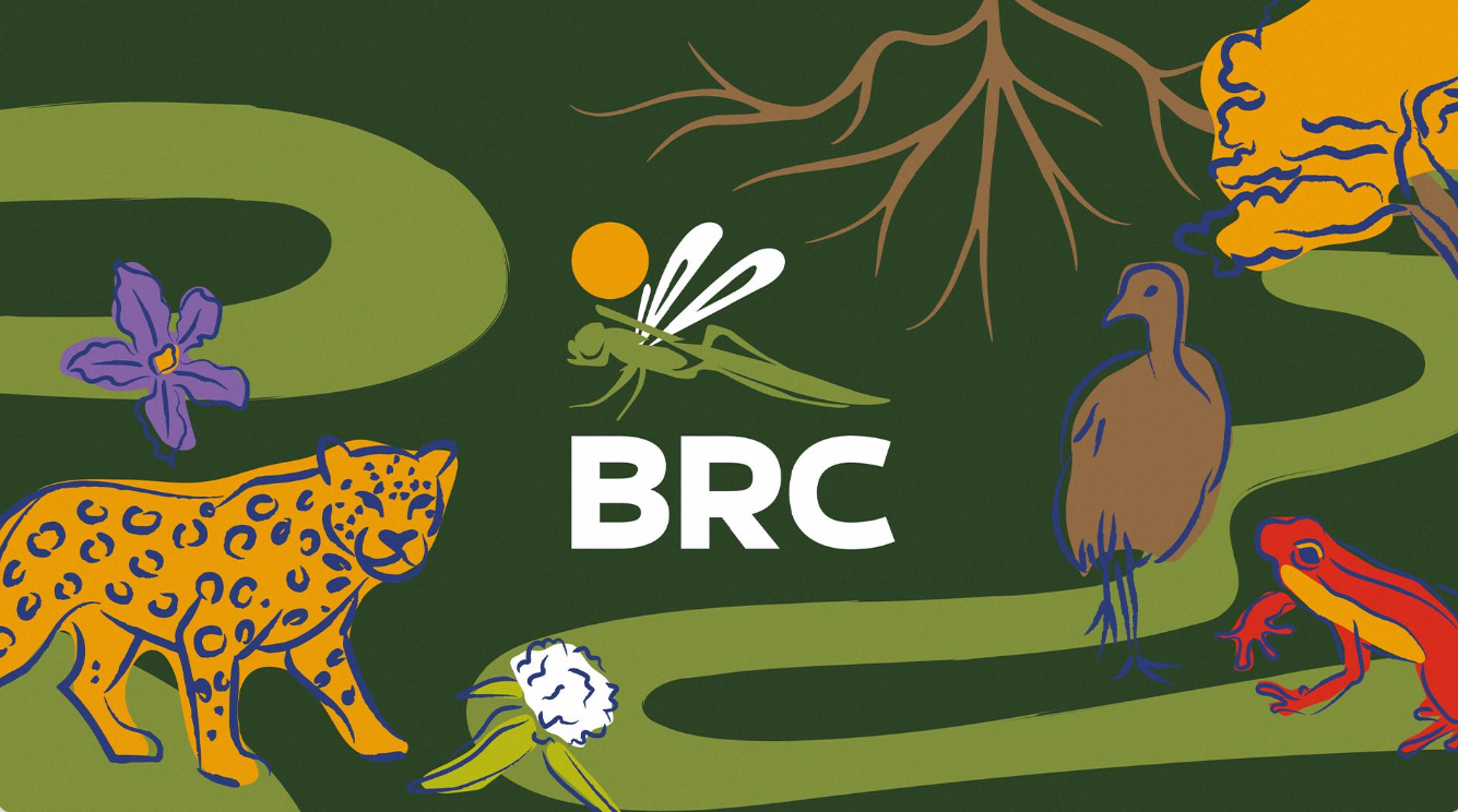Ilustração da biodiversidade amazônica: onça-pintada, sapo, ave, libélula, flores e raízes